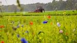 Langs het wortelveld zijn wilde bloemranden geplant, om de biodiversiteit op en rondom het veld te vergroten.