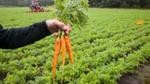 De vier samenwerkende partijen uit Het Wortel Collectief, Unilever, Jumbo, Ardo, en Agrifirm poseren met de wortelen die voortkomen uit regeneratieve landbouw praktijken.